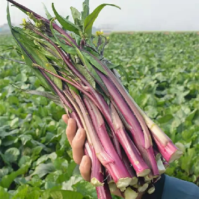 A variety of Chinese leafy greens