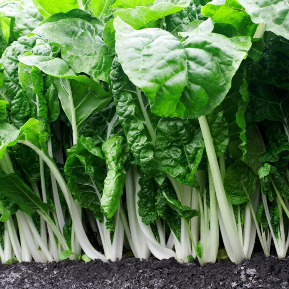 A variety of Chinese leafy greens
