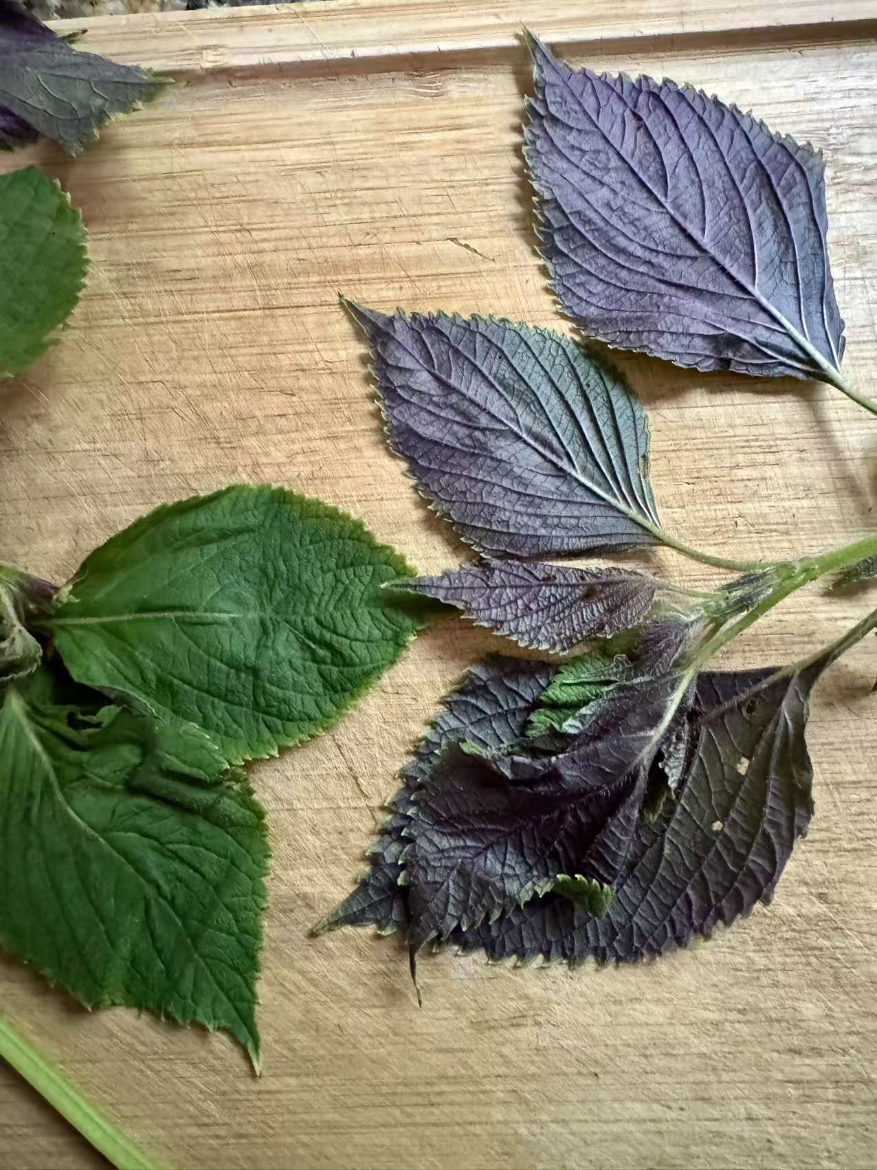 Fresh purple perilla leaves